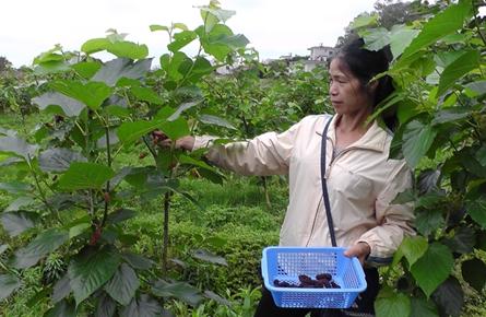 種植桑葚開辟農民致富新門路
