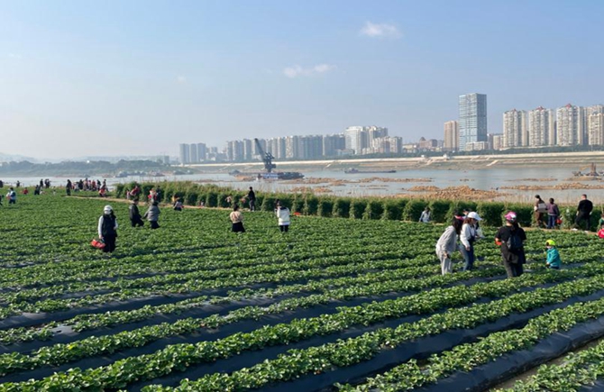 打造生態(tài)農(nóng)業(yè)體驗公園