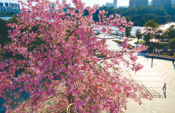 霜降時節(jié)花爭艷