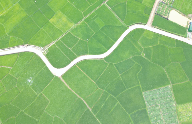 農(nóng)田綠意盎然