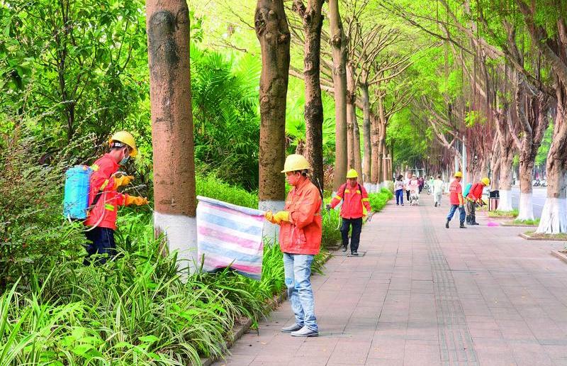 行道樹(shù)穿上“白外套”